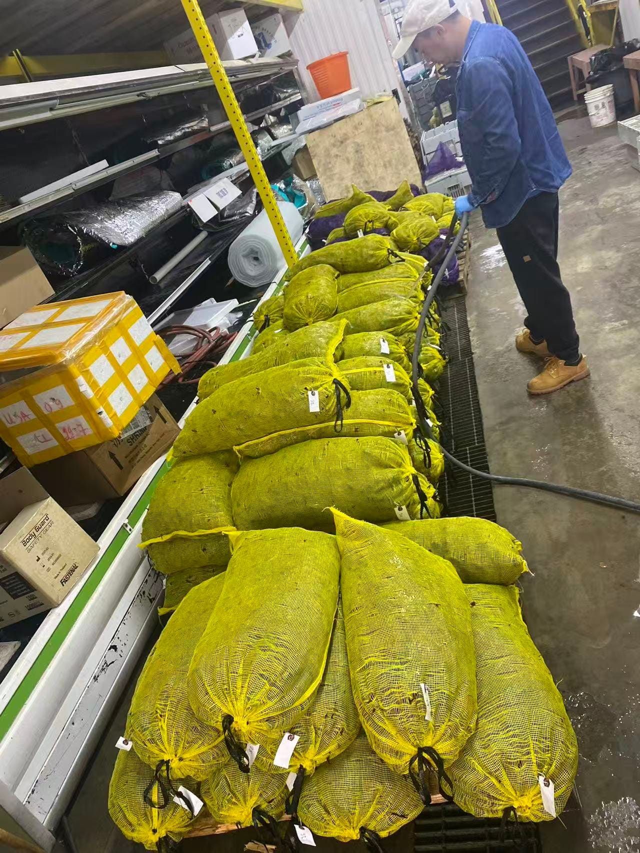 Sorted crawfish bagged for shipping